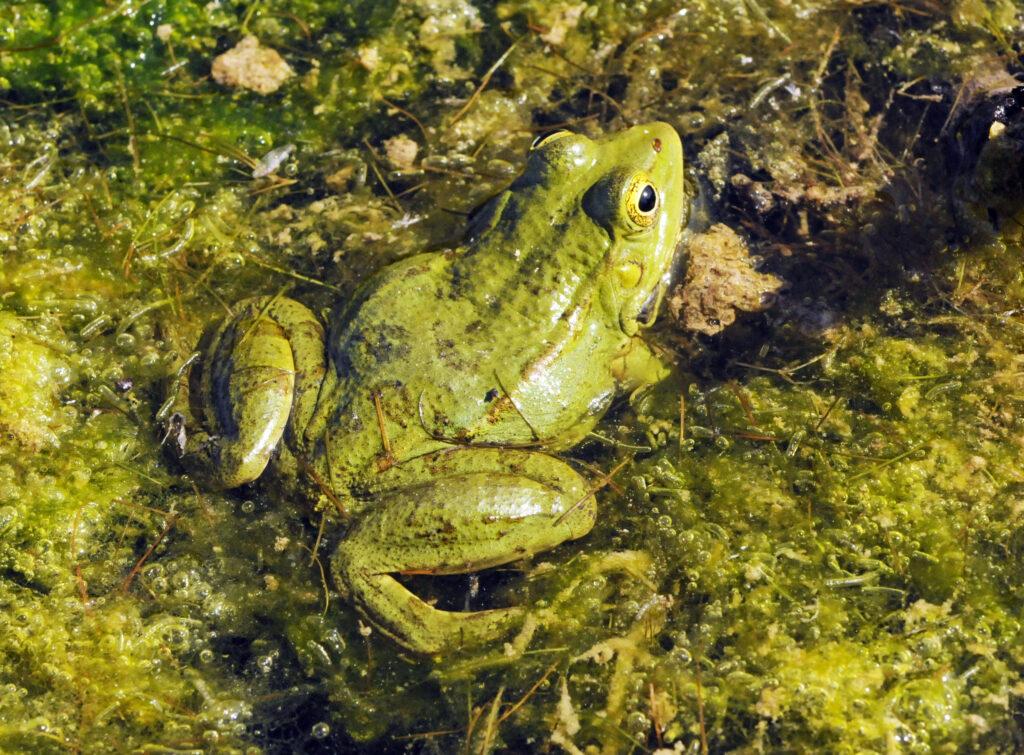Жаби готуються до зимівлі на дні водойм в Одеській області