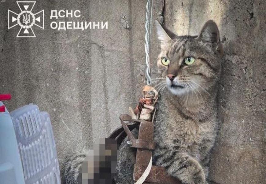 В Одесі вогнеборці врятували кота, який потрапив у капкан