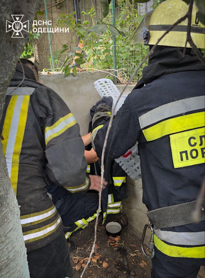 В Одесі вогнеборці врятували кота, який потрапив у капкан