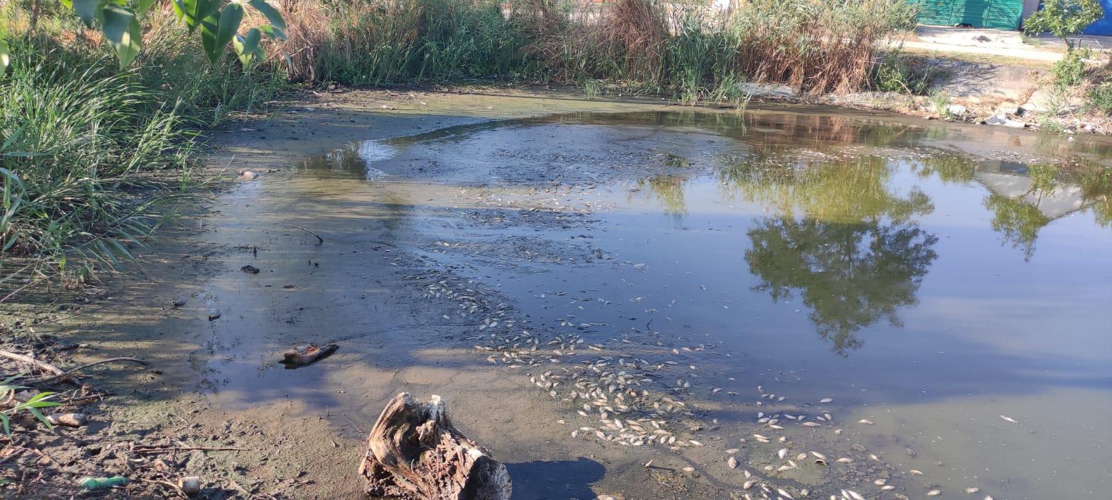 Замор риби на Одещині: в воді зафіксовані критичні зміни Замор риби на Одещині: в воді зафіксовані критичні зміни