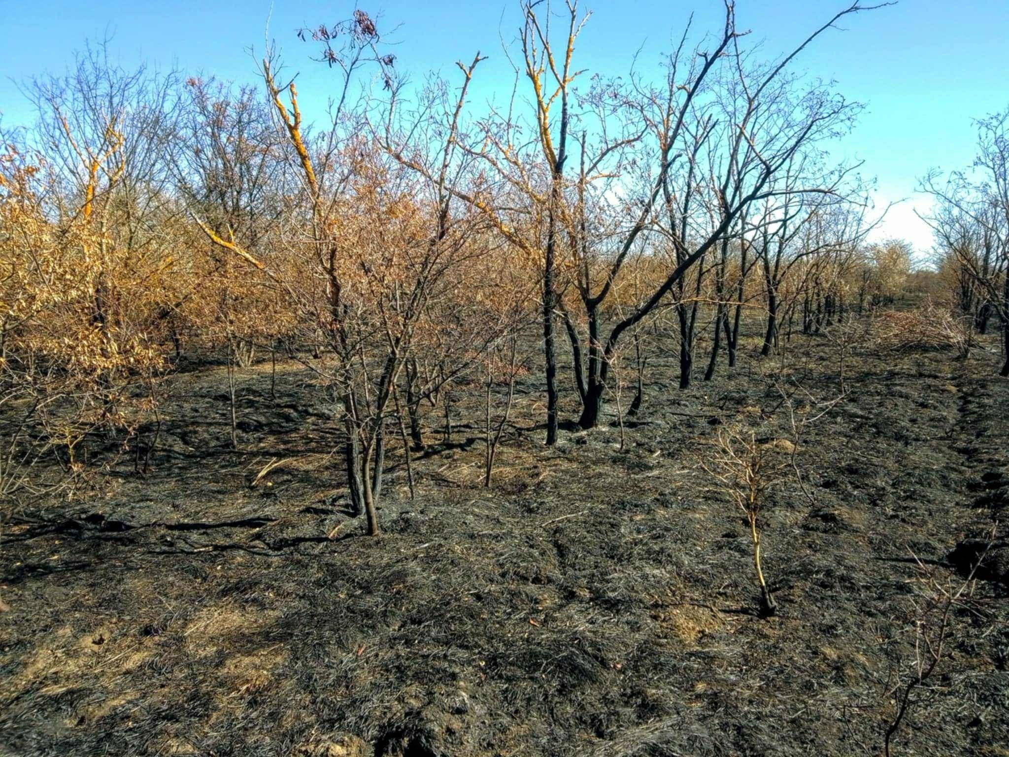 Экологичное будущее: в Одесской области готовятся к лесовосстановлению в послевоенное время Экологичное будущее: в Одесской области готовятся к лесовосстановлению в послевоенное время