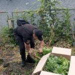 В Подольске будут судить мужчину за выращивание почти полтысячи кустов конопли