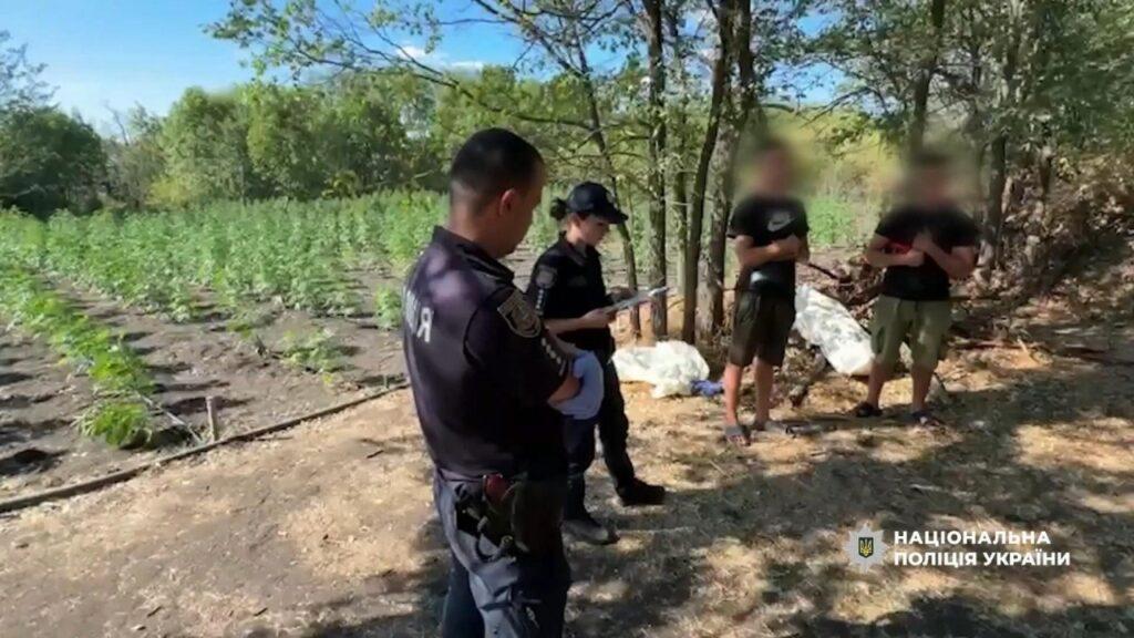 Масштабную плантацию конопли обнаружили в лесу в Одесской области