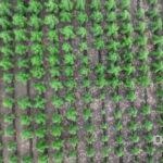 Масштабную плантацию конопли обнаружили в лесу в Одесской области