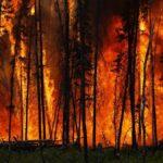 Лесной пожар тушили в Одесской области