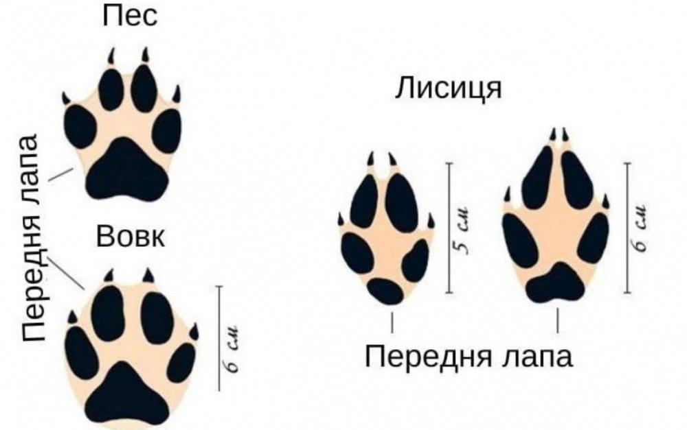 Сліди дикої природи: вчені за відбитками визначають мешканців Нацпарку на Одещині