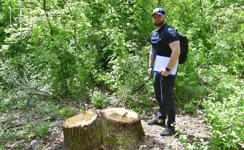 Прокуратура Одещини: службові оборудки в «Лісах України» та незаконна порубка завдали екології шкоди на 157 мільйонів Прокуратура Одещини: службові оборудки в «Лісах України» та незаконна порубка завдали екології шкоди на 157 мільйонів