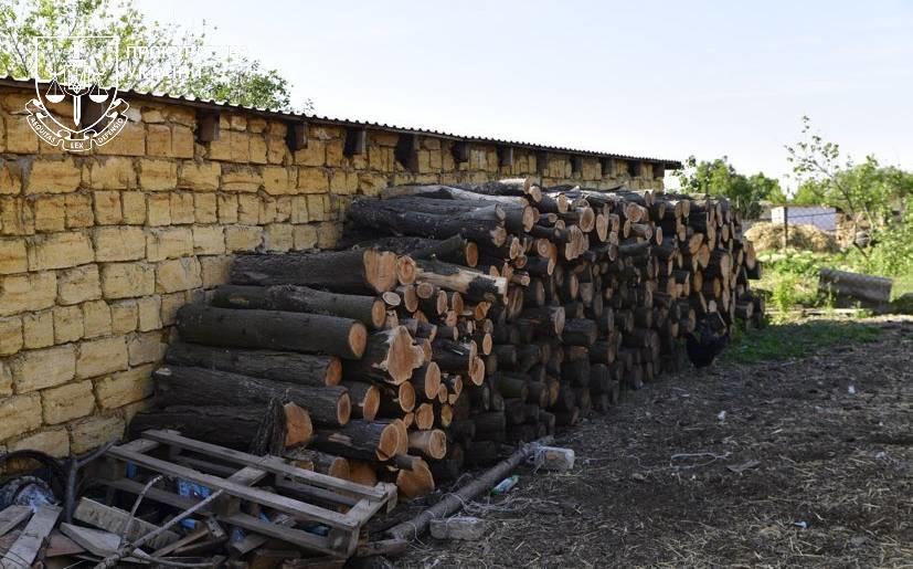 Прокуратура Одещини: службові оборудки в «Лісах України» та незаконна порубка завдали екології шкоди на 157 мільйонів