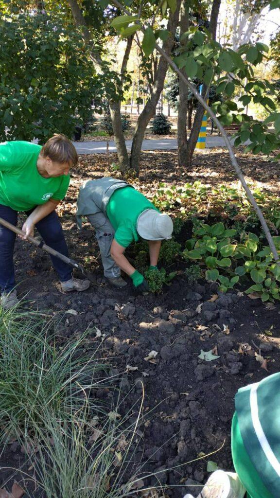 В Одесі почали висаджувати осінні хризантеми