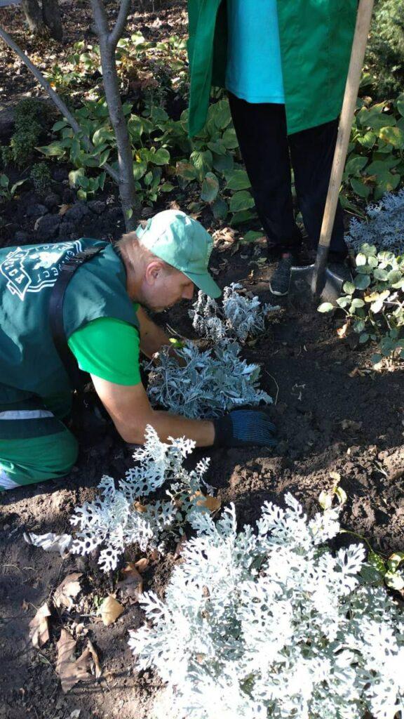В Одесі почали висаджувати осінні хризантеми