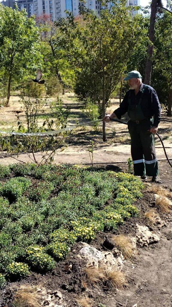 В Одесі почали висаджувати осінні хризантеми