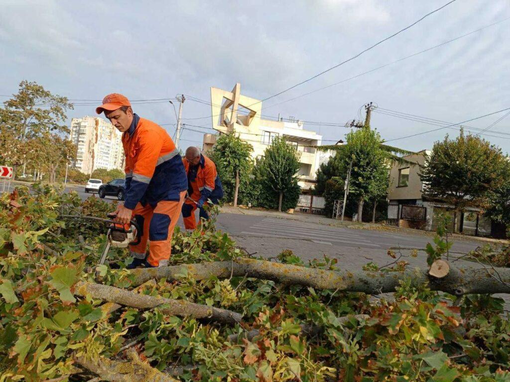 Одеські комунальники прибирають повалені вітром дерева