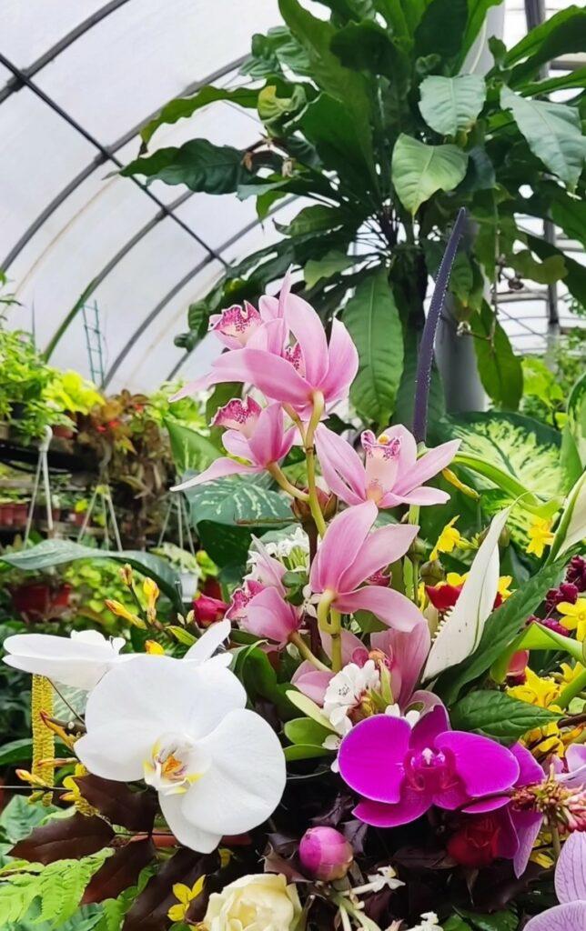 Тропические растения вернули на зимовку в оранжерею Одесского ботсада