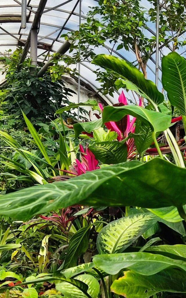 Тропические растения вернули на зимовку в оранжерею Одесского ботсада