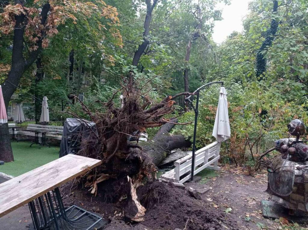Внаслідок негоди в Одесі повалено 70 дерев