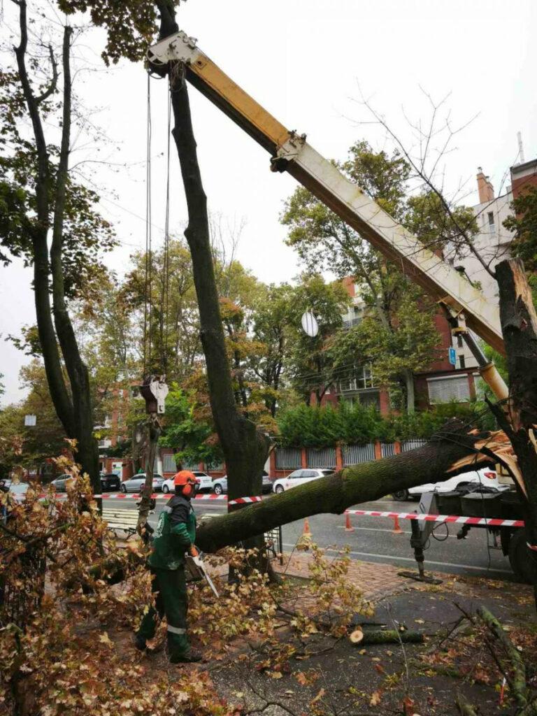 Внаслідок негоди в Одесі повалено 70 дерев