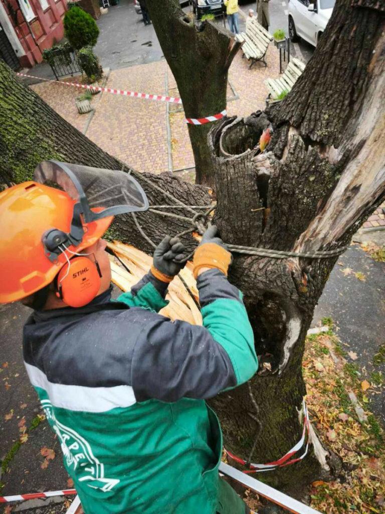 Внаслідок негоди в Одесі повалено 70 дерев