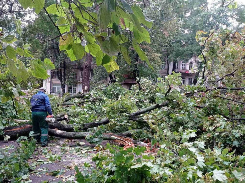 Внаслідок негоди в Одесі повалено 70 дерев