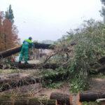 В результате непогоды в Одессе повалено 70 деревьев