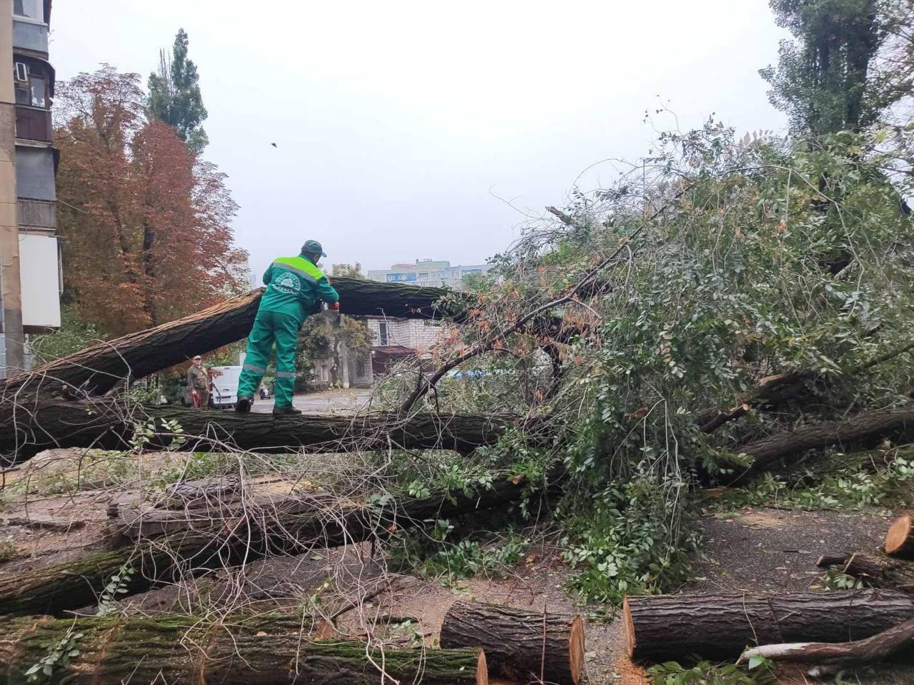 Внаслідок негоди в Одесі повалено 70 дерев