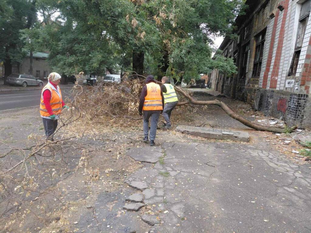 Внаслідок негоди в Одесі повалено 70 дерев