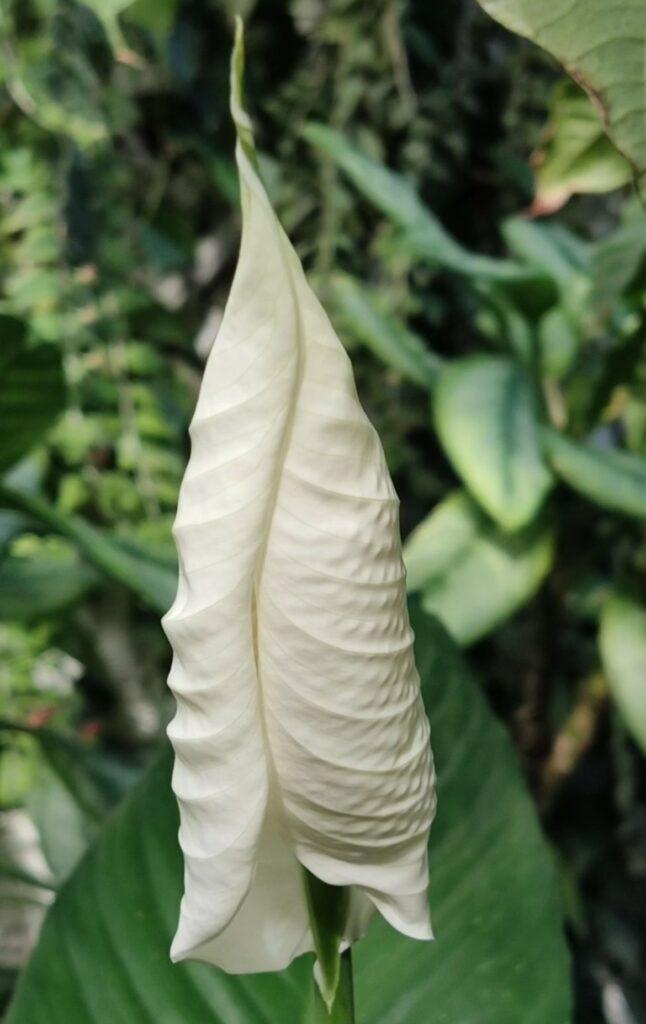 Тропические растения вернули на зимовку в оранжерею Одесского ботсада