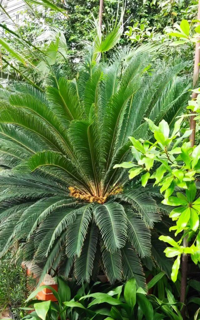 Тропические растения вернули на зимовку в оранжерею Одесского ботсада