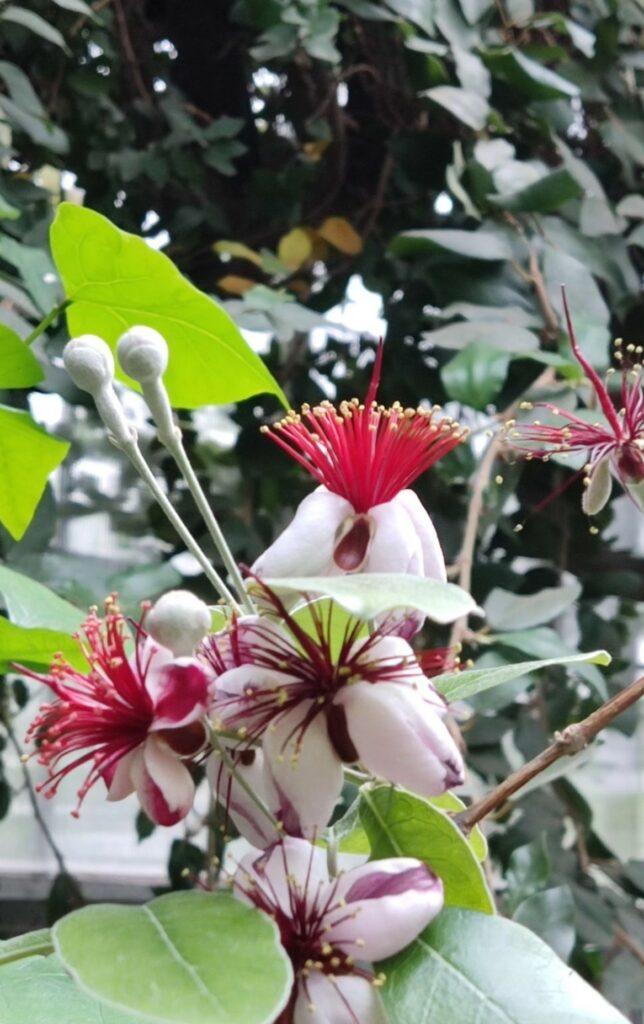 Тропические растения вернули на зимовку в оранжерею Одесского ботсада