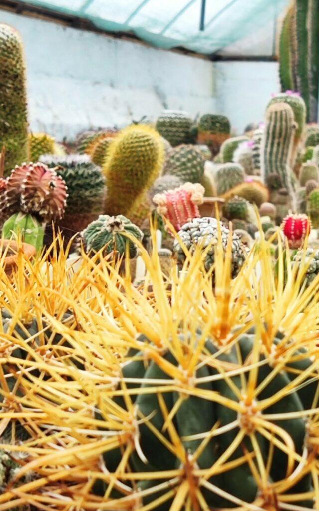 Тропические растения вернули на зимовку в оранжерею Одесского ботсада