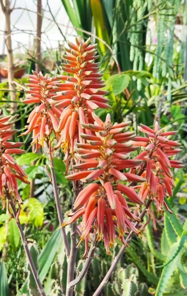 Тропические растения вернули на зимовку в оранжерею Одесского ботсада