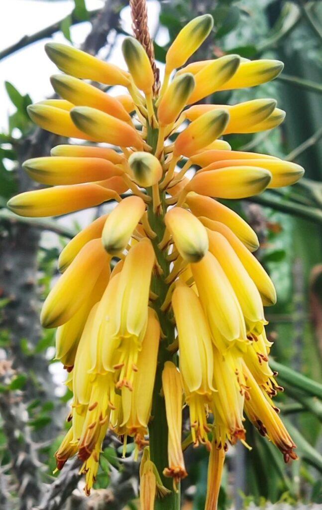 Тропические растения вернули на зимовку в оранжерею Одесского ботсада