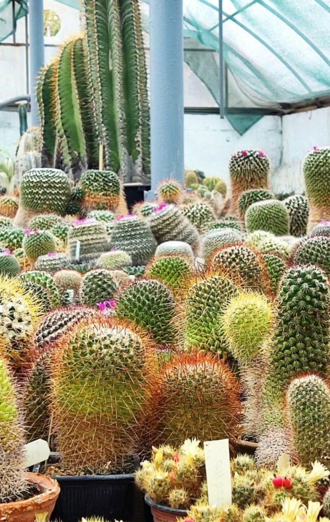 Тропические растения вернули на зимовку в оранжерею Одесского ботсада