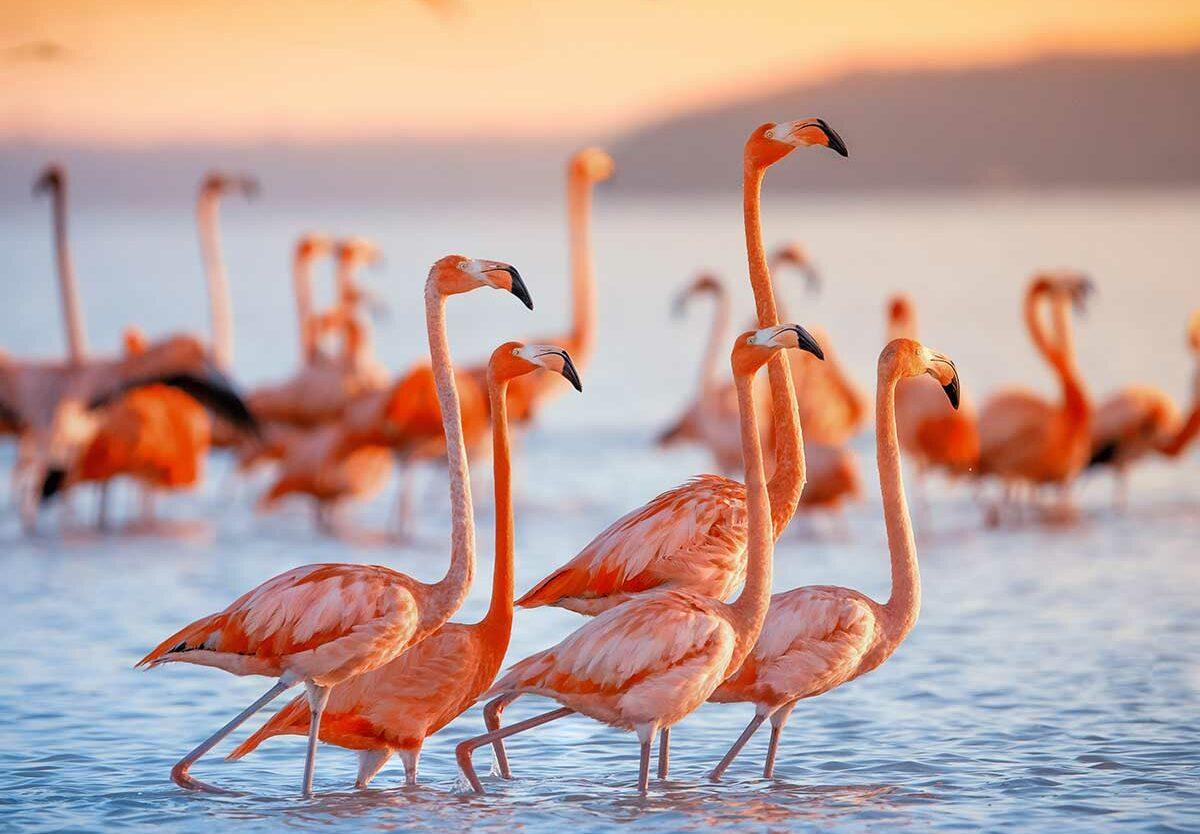 Несколько сотен розовых фламинго остались в Одесской области Несколько сотен розовых фламинго остались в Одесской области