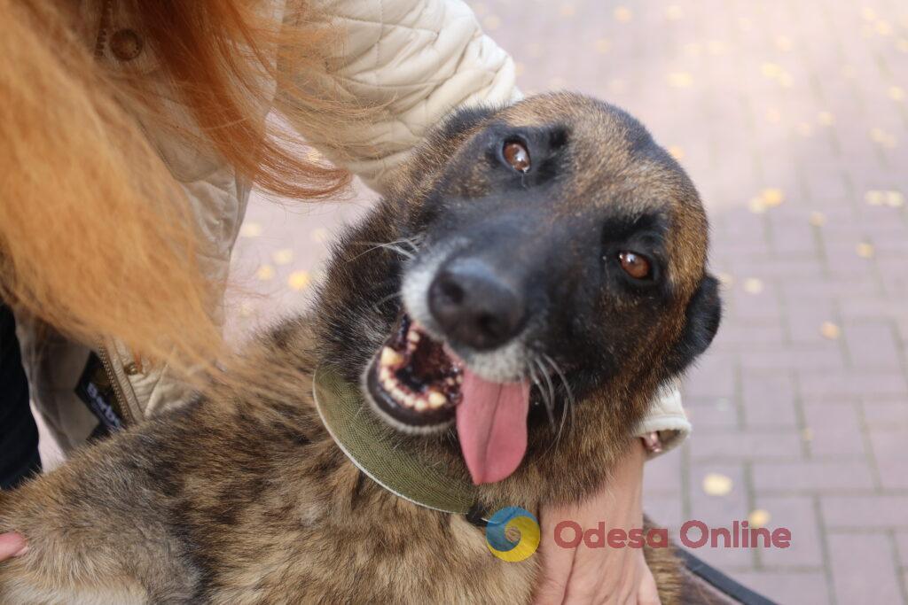 Поліцейські собаки, які лікують душі: у кінологічному центрі Одещини допомагають відновлювати спокій і віру в життя