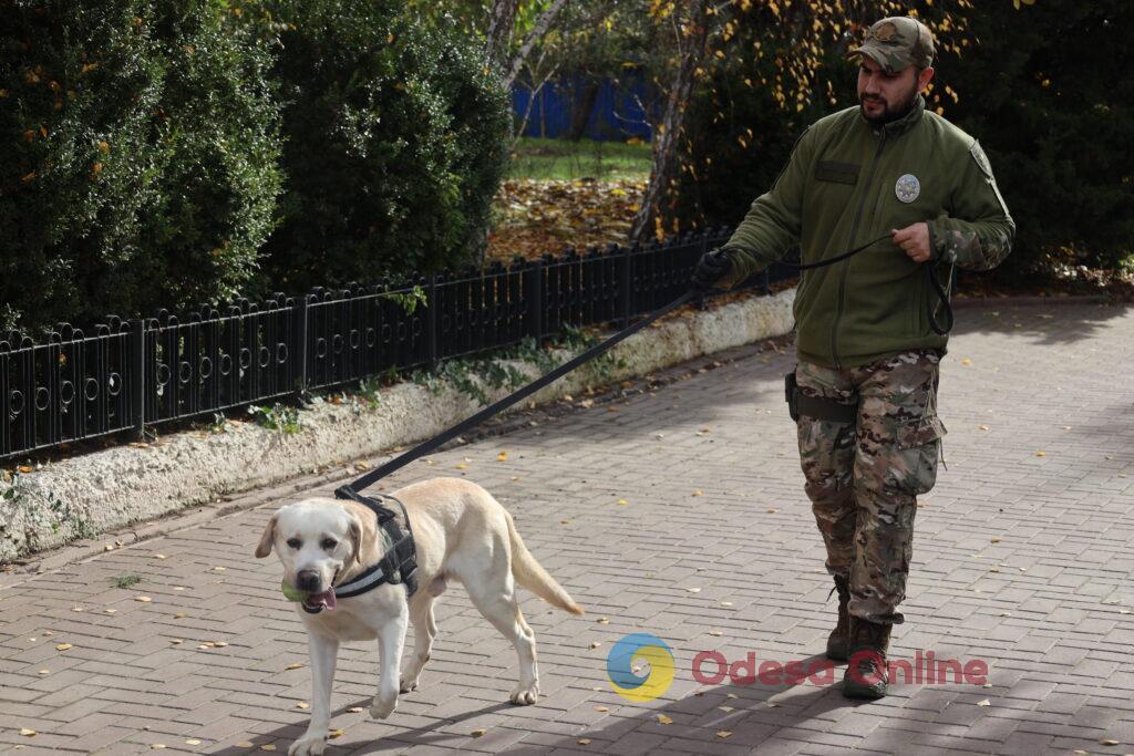 Поліцейські собаки, які лікують душі: у кінологічному центрі Одещини допомагають відновлювати спокій і віру в життя
