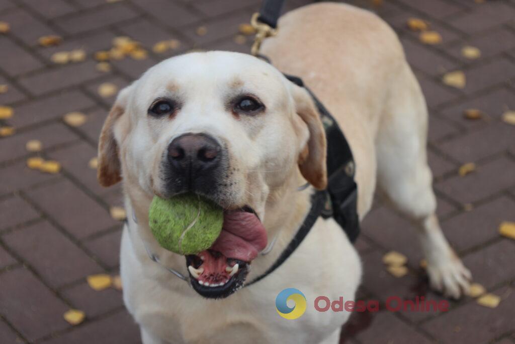 Поліцейські собаки, які лікують душі: у кінологічному центрі Одещини допомагають відновлювати спокій і віру в життя