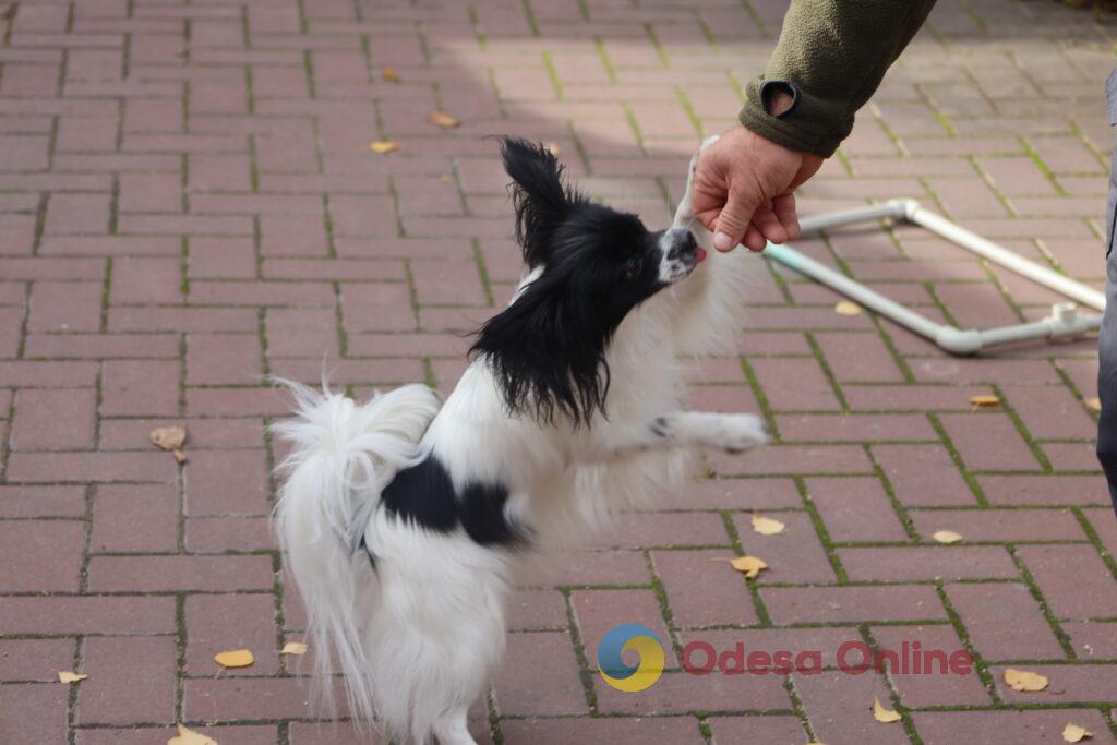 Поліцейські собаки, які лікують душі: у кінологічному центрі Одещини допомагають відновлювати спокій і віру в життя