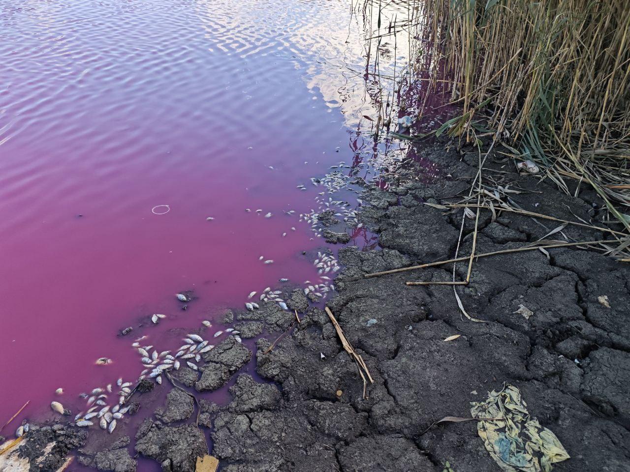 В Одесской области выявили массовую гибель рыбы в водоеме с розовой водой