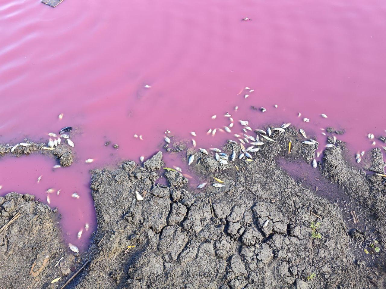 В Одесской области выявили массовую гибель рыбы в водоеме с розовой водой