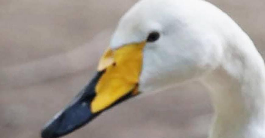 На Тузловских лиманах появились первые лебеди-кликуны — начало зимовки На Тузловских лиманах появились первые лебеди-кликуны — начало зимовки