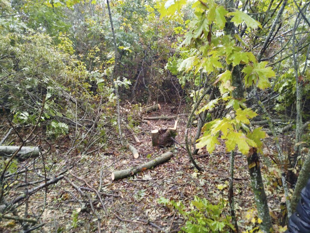 Незаконна вирубка дерев на Одещині: порушників притягнули до відповідальності Незаконна вирубка дерев на Одещині: порушників притягнули до відповідальності