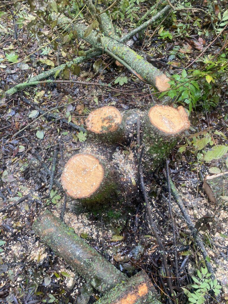 Незаконна вирубка дерев на Одещині: порушників притягнули до відповідальності Незаконна вирубка дерев на Одещині: порушників притягнули до відповідальності