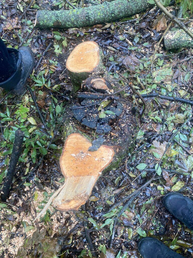 Незаконна вирубка дерев на Одещині: порушників притягнули до відповідальності Незаконна вирубка дерев на Одещині: порушників притягнули до відповідальності