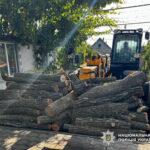 Нарубили деревьев на 600 тысяч гривен: в Одесской области будут судить двух мужчин