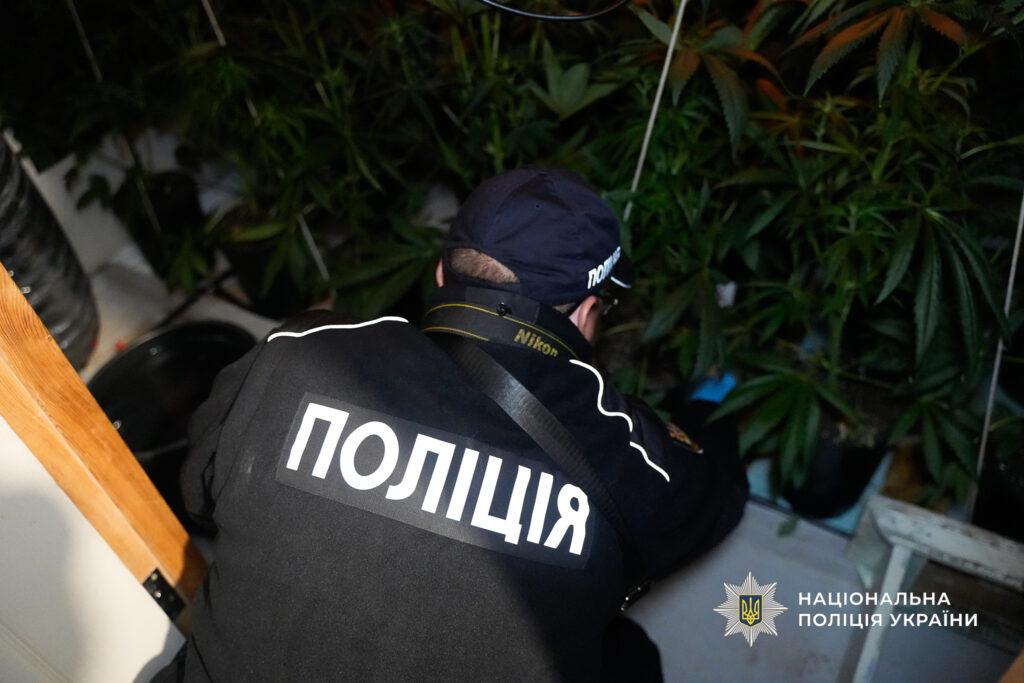 Канабісу на мільйон гривень: в Одесі викрили масштабне підпільне виробництво наркотиків Канабісу на мільйон гривень: в Одесі викрили масштабне підпільне виробництво наркотиків