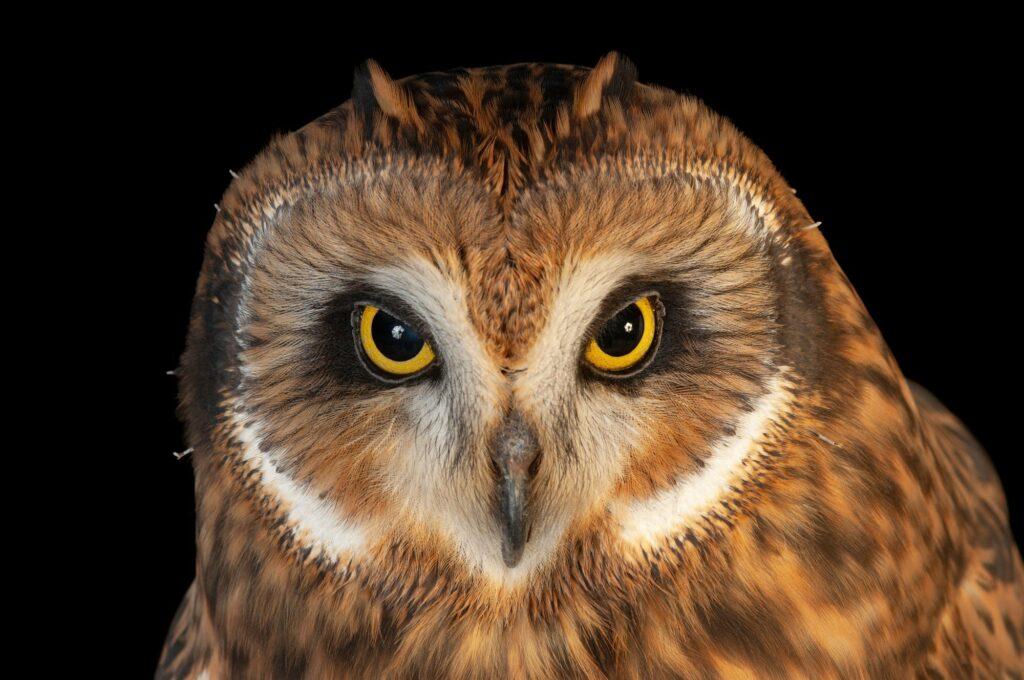 Уникального хищника удалось снять крупным планом в Одесской области