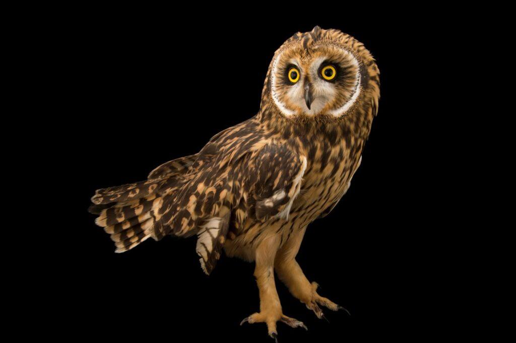 Уникального хищника удалось снять крупным планом в Одесской области