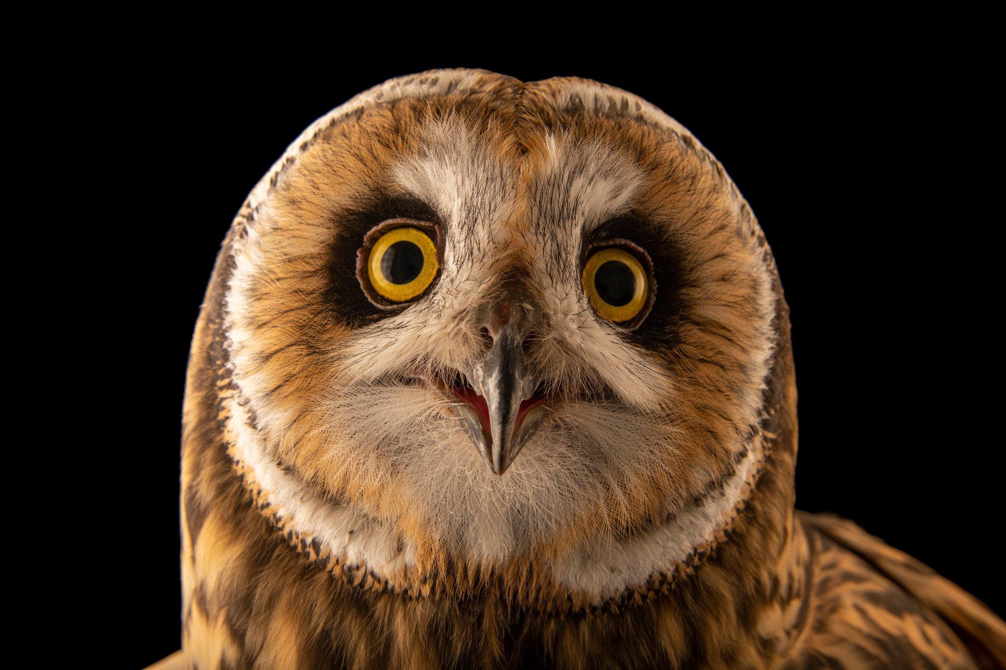 Уникального хищника удалось снять крупным планом в Одесской области