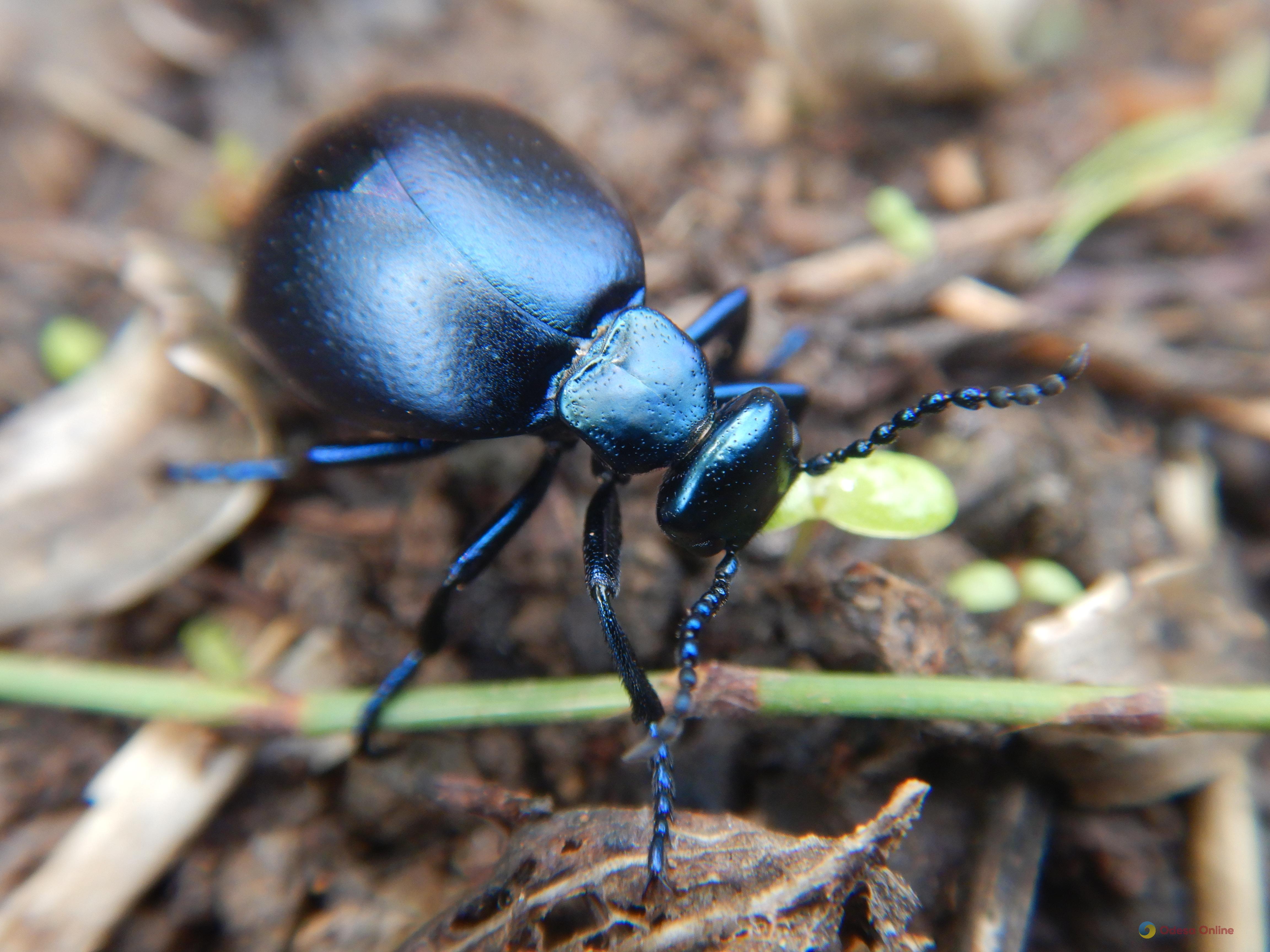 Могут вызвать раздражение и волдыри: токсичные жуки активизировались в Одесской области