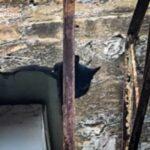 В Одессе спасатели сняли кота с крыши балкона